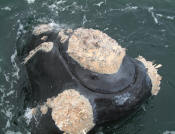 View of whale mouth from boat - guest photo