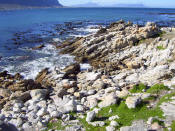 Penguins relaxing on the rocks