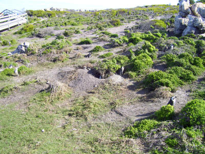 Nests cover the entire area