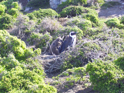 Mother and chick