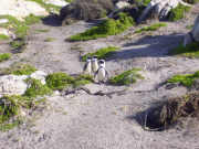 Penguins going down to the sea