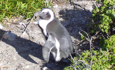 African penguin 