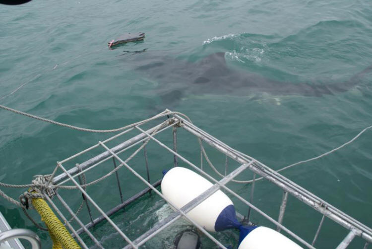 Swimming past the cage