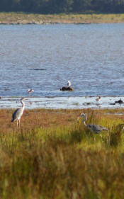 Birds on the lagoon