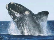 Image:Northatlrightwhale MMC.jpg