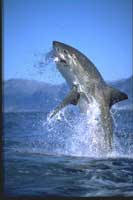 Great white shark breaching