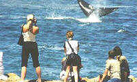 Whale performing for the cliff watchers