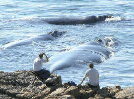 Watching whales from the cliff paths